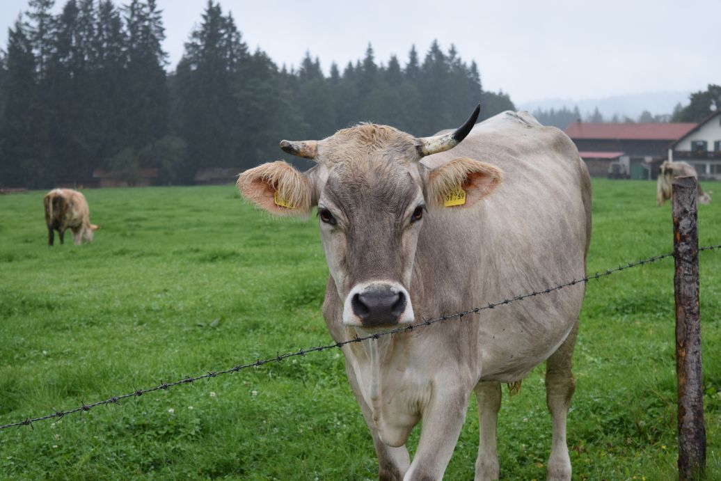 Les utilités des clôtures pour animaux