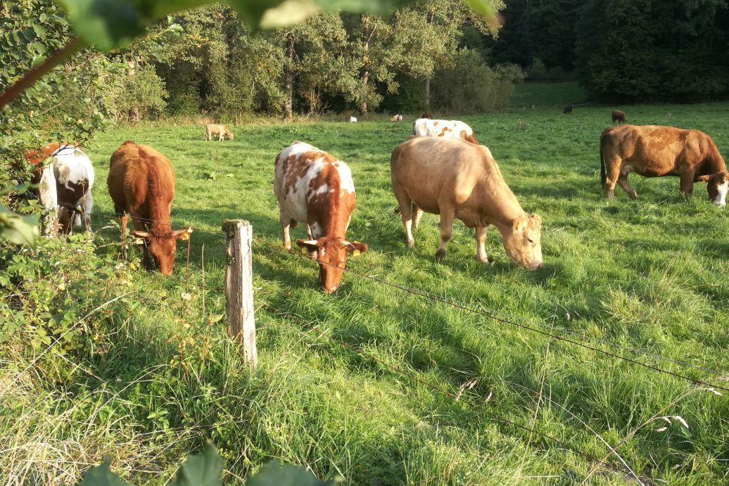 Qu'est-ce qu'une clôture électrique ?