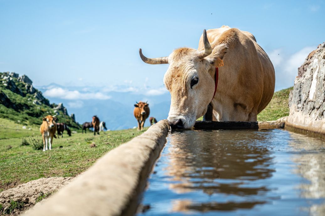vache abreuvoir exterieur